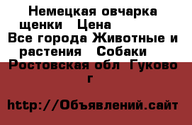 Немецкая овчарка щенки › Цена ­ 20 000 - Все города Животные и растения » Собаки   . Ростовская обл.,Гуково г.